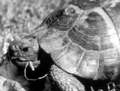 Click for More Pictures