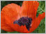poppy