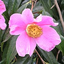 Camellia japonica
