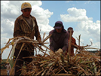 Nhà nông Brazil
