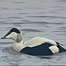 Eider Duck