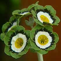 Primula auricula