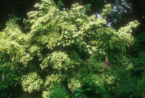 cornus-kousa