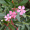 Nerium oleander
