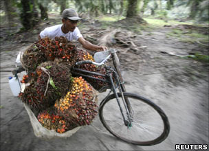 Man with bike laden with palm oil fruits
