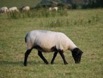 Sheep in field