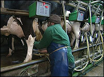 Man milking cows
