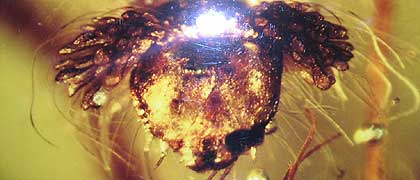 Caterpillar in amber