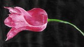 Pink Tulip Pink Tulip