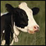 Vaca louca