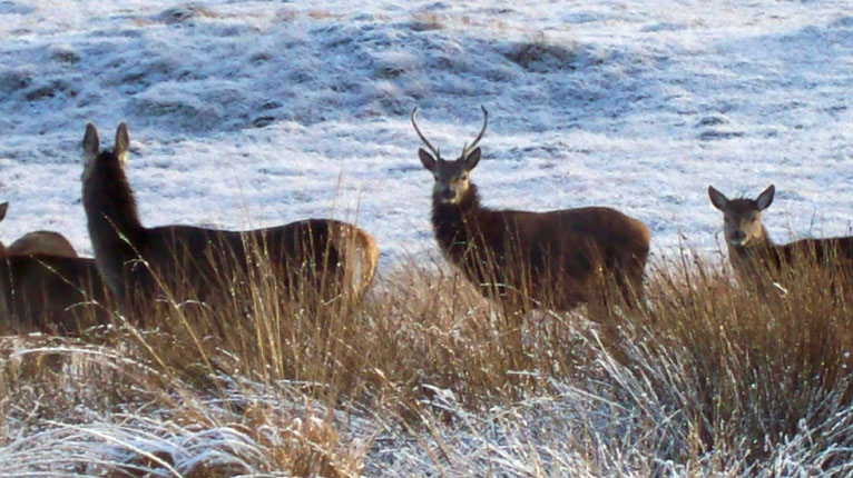 Fèidh faisg air Loch nam Madadh ann an Uibhist a Tuath