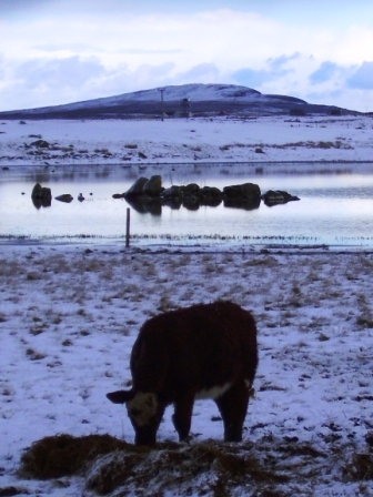 cattle feeding in Benbecula