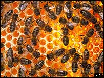 Bees and honey