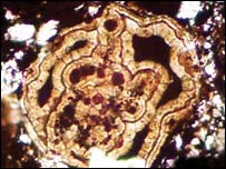 فسيل موجودات ذره بينی، عکس از نشريه ساينس