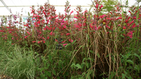Agastache and carex, Caths Garden Plants