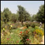 باغ سرکاری 