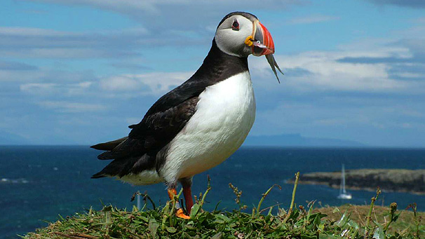 Puffin on the Isle of Lunga