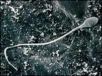 शुक्राणु