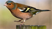 Chaffinch
