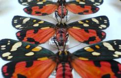 A display of Scarlet Tiger Moths
