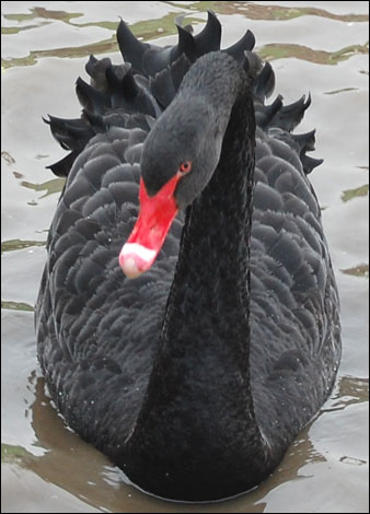 black swan @ fairburn ings