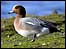 Wigeon