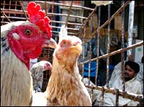 बर्ड फ्लू