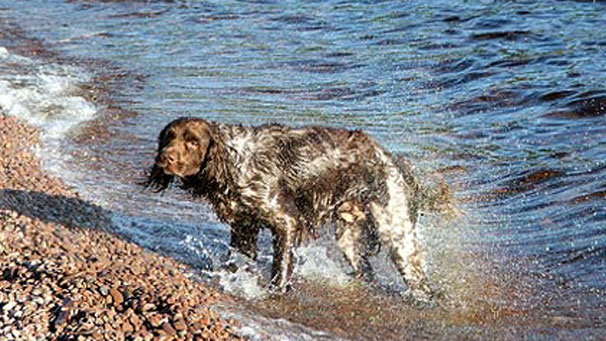 Dog shaking off water