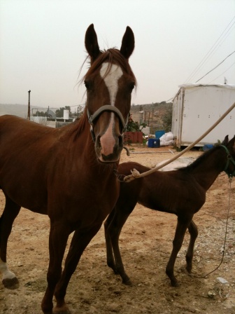 This mare is called Adab it is calm mare and I like to ride it.