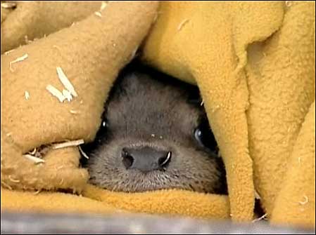 Otter c/o PA Images