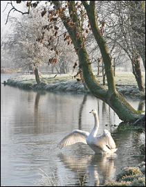 A swan on the lake at Wimpole Hall, photo N Baker