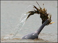 آمیزن ندی میں ڈولفن