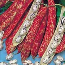 French bean 'Borlotto Firetongue'. Image supplied by Dobies