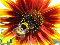 A bumble bee on a flower