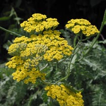 Achillea 'Moonshine'