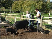 pigs and visitors at Baylham Rare Breeds Farm