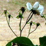 Dead head as soon as the flowers are over and before hips form.