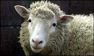 Vycpaná ovce Dolly je nyní k vidění v muzeu v Edinburghu