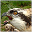 Freshwater activities (Image: Osprey chick)