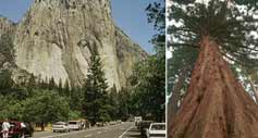 Yosemite National Park - Giant Redwood