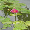 Nymphaea 'Colorado'