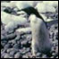 Antarctica Paulet Island with Adelie penguins