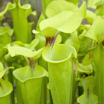 Sarracenia flava