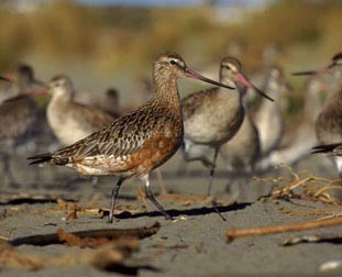 Alaskan Bar-tailed Godwit from the Nature Picture Library