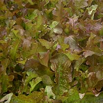 Lettuce 'Salad Bowl Red'