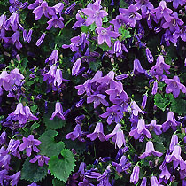 Campanula portenschlagiana