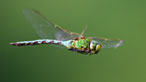 Emperor dragonfly
