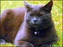 Gato