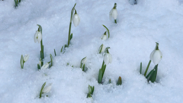 snowdrops (courtesy of Bridget Innes)