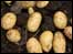 Potatoes